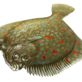 морская камбала