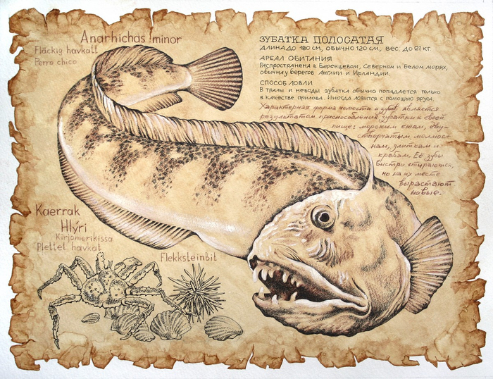 Зубатка полосатая