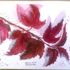 Пузыреплодник Diabolo 