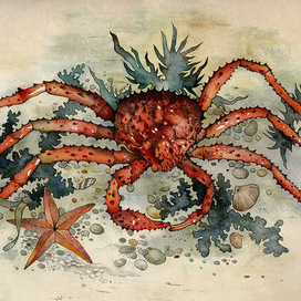 Краб камчатский