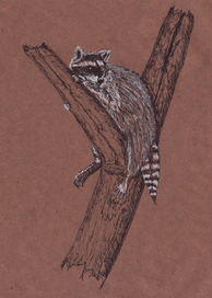 Raccoon