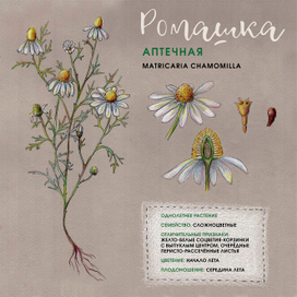 ромашка