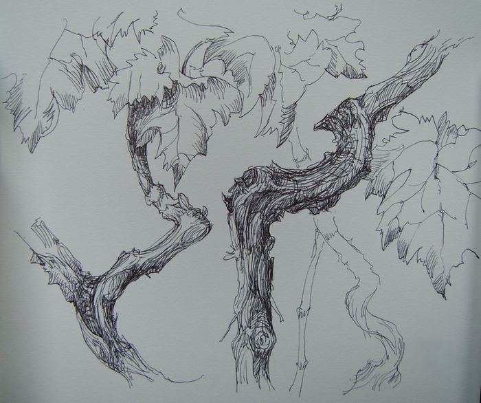 Старая лоза