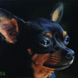 Портрет той терьера 