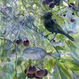 Чёрный дрозд