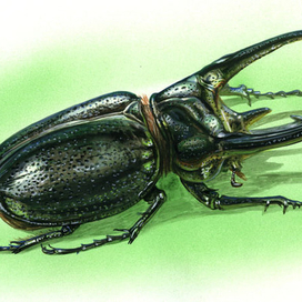 жук-носорог Атлас