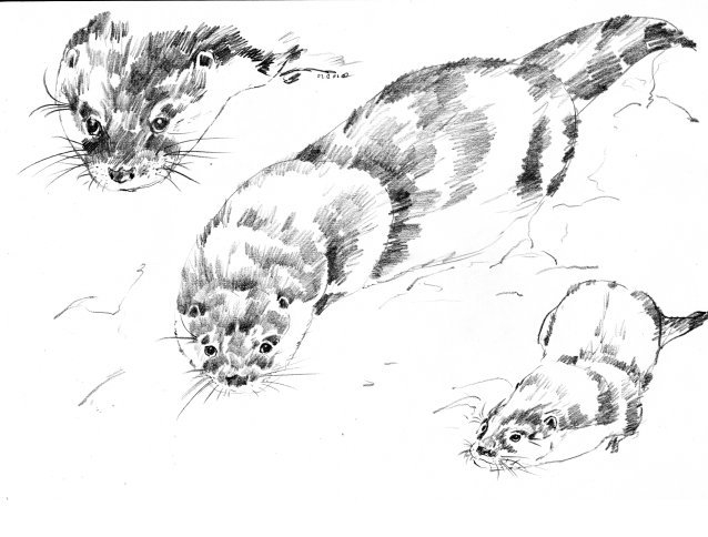 Выдра речная