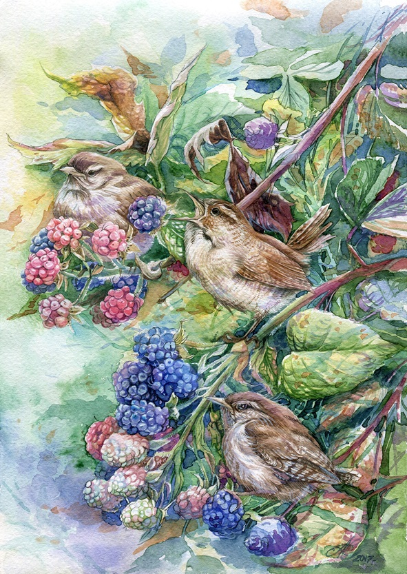 Крапивники