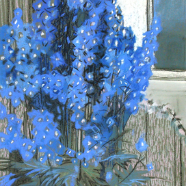 Дельфиниумы. 