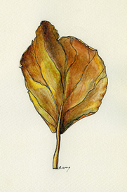 дачные зарисовки