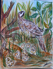 семейство рябчиков