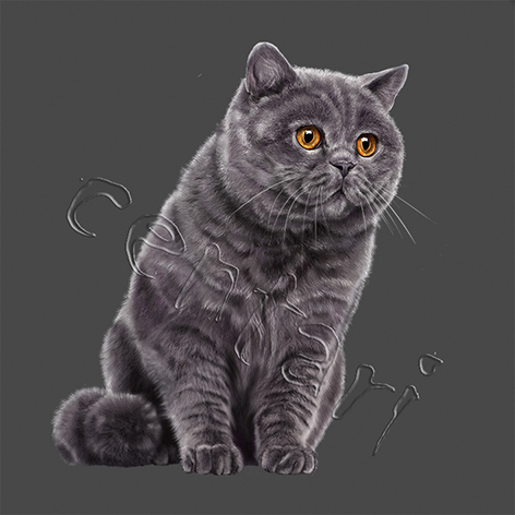 British Shorthair 