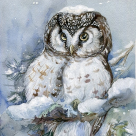 Мохноногий сычик