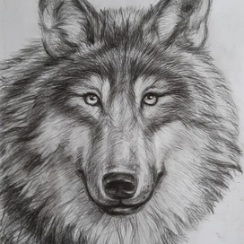 Волк