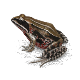 Rana amurensis (Сибирская лягушка)