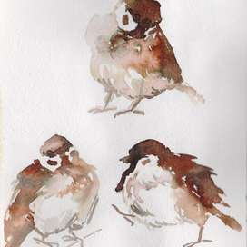 скетчи воробьишек