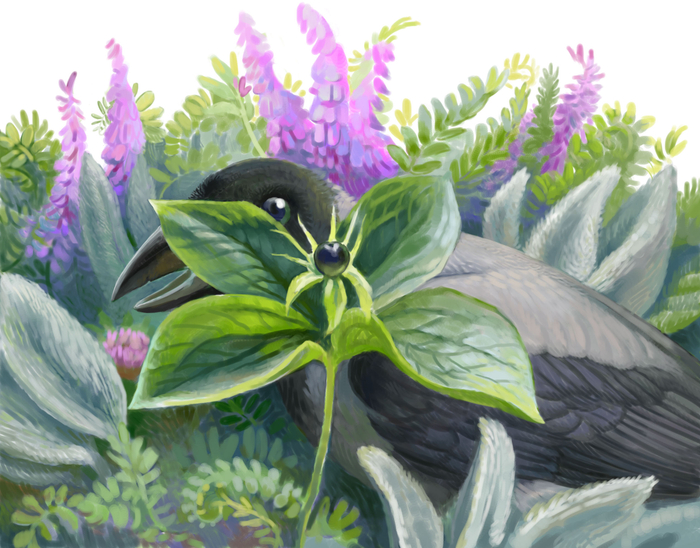 Вороний глаз