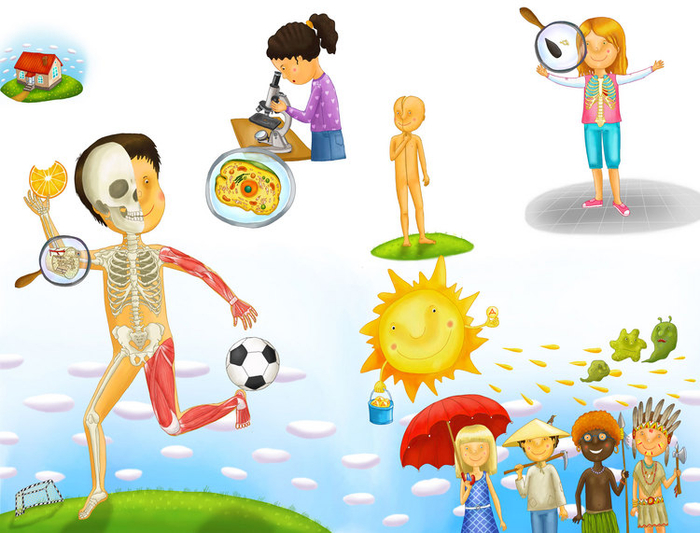 скелет и мышцы