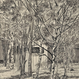 Деревья во дворе.