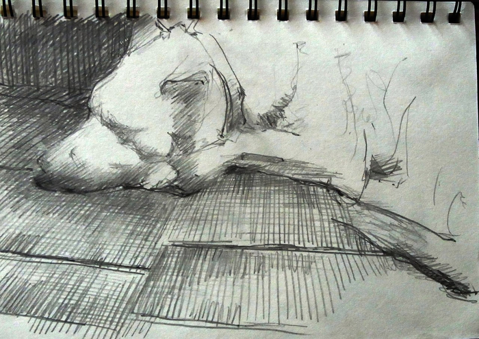 Собака "Басё"