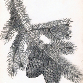 Еловая ветвь