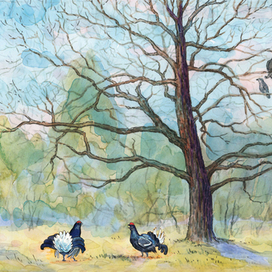 Весенний лес,тетерева(заставка)