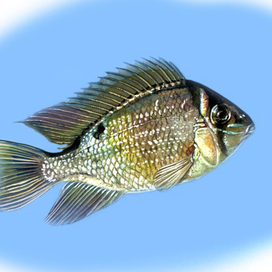 Биотома Купидон