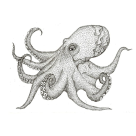 Octopus