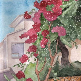 Бугенвиллея