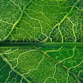 Листок | Нраффити