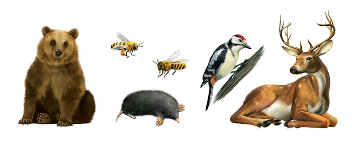 Зверюшки для детской энциклопедии