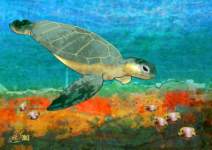 Австралия. Большой барьерный риф.