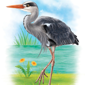 Цапля. Иллюстрирование карточек для детской игры