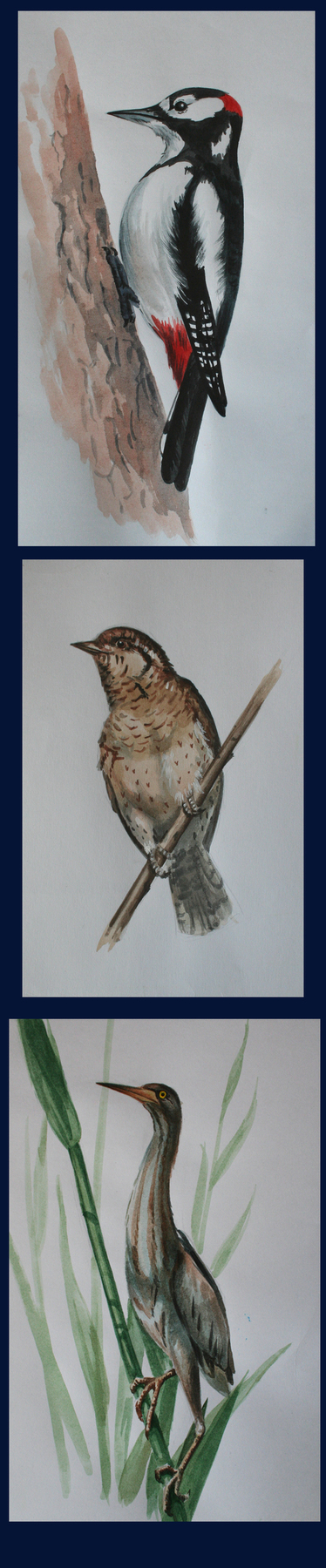 птички для детей про птичек