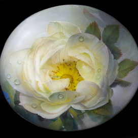 Белый шиповник