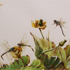 Кубышки со стрекозами 2