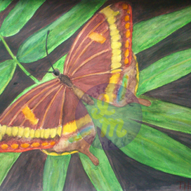 Бабочка на листике