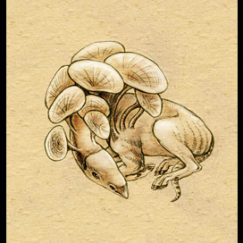 Плантелопа