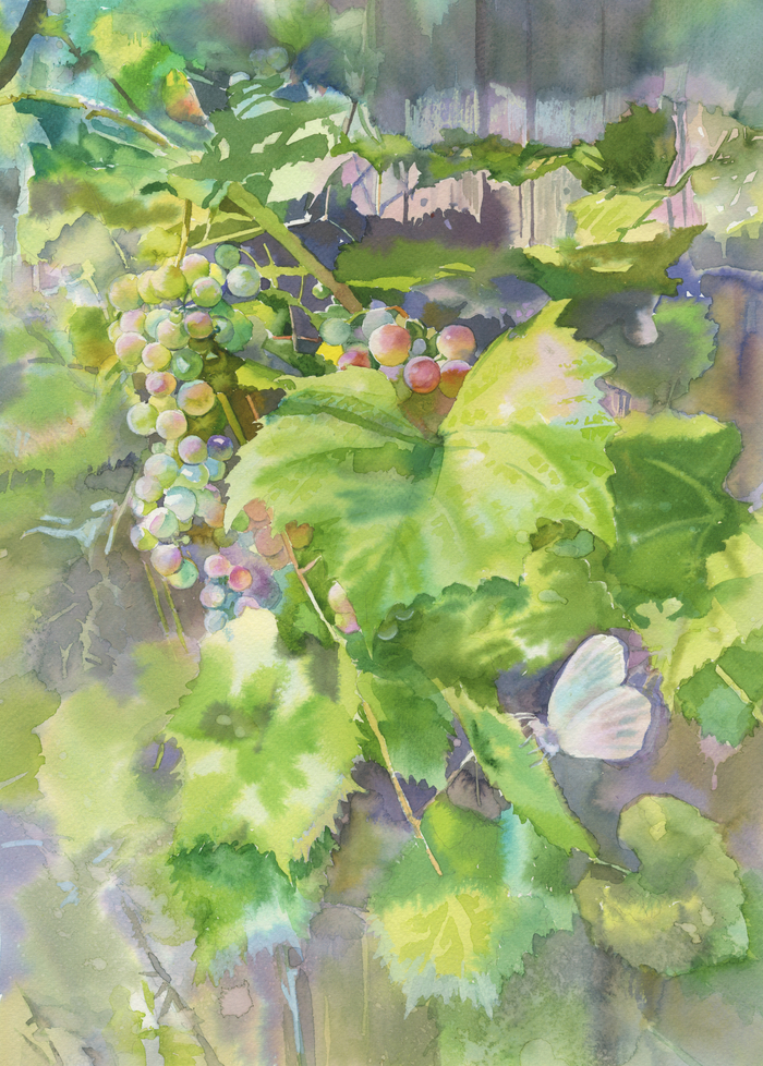 Спеет виноград