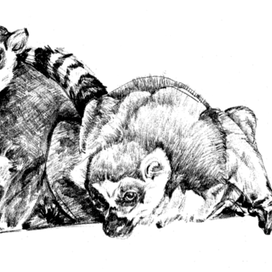 Лемур катта, или кошачий лемур