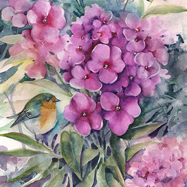 Малиновки в цветах флокса