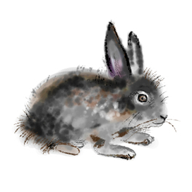 Rabbit