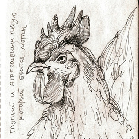 глупый петух