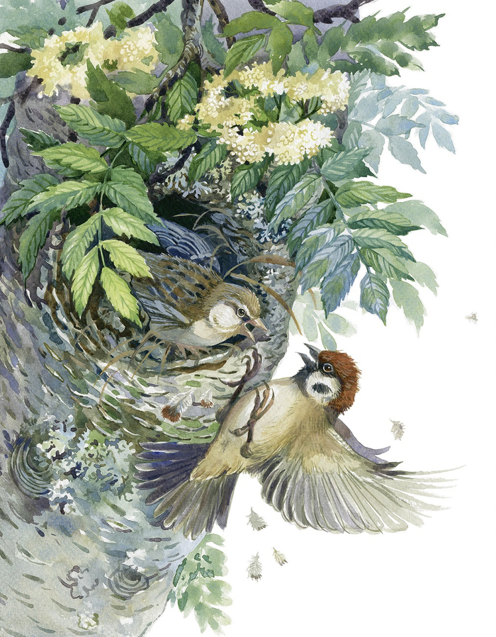 "Красная Горка"