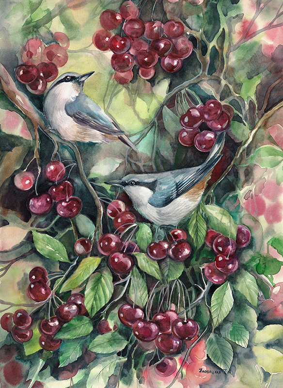 В Вишенках на вишне