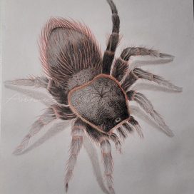 Домашний паук 