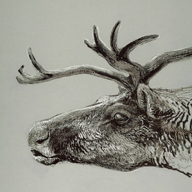 Северный олень - Rangifer tarandus. 