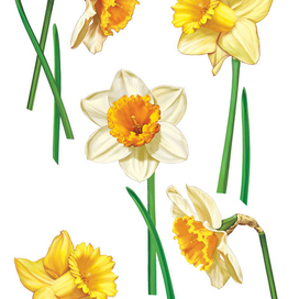 Нарциссы