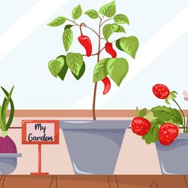 Сад на подоконнике