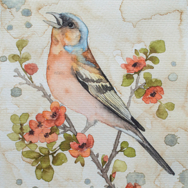 Сойка. Птица